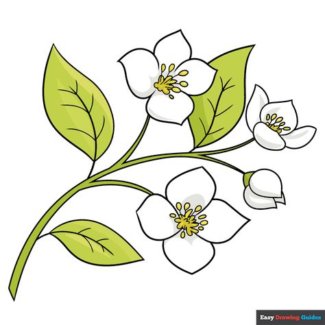 Jasmine Flower step-by-step drawing tutorial: step 11 How To Draw Jasmine Flower, Jasmine Flower Sketch, Jasmine Flower Drawing, Flower Drawing Step By Step, Jasmine Drawing, Flower Drawing Easy, Drawing Steps, Sketch Images, Easy Flower Drawings