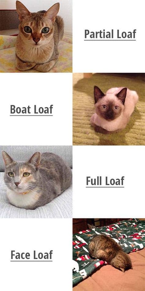 Catloaf - Things You Should Know About | ZooAwesome Types Of Cat Loaf, Cat Bread, Types Of Cats, Favorite Animals, Cat Behavior, Cat Facts, Cutie Pie, All About Cats