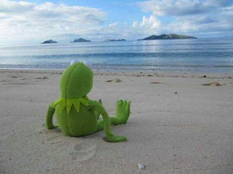 Kermit Chillin' Kermit Mood, Kermit The Frog Meme, Sapo Kermit, Frog Quotes, Kermit Meme, Kermit Memes, Kermit Funny, Frog Meme, Miss Piggy