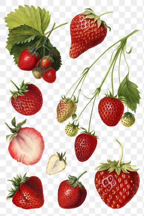 Strawberries Illustration, Strawberry Illustration, Strawberry Drawing, Strawberry Png, Strawberry Art, Fruit Vector, Stickers Png, Vintage Strawberry, Strawberry Plants