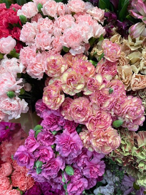 Pink Carnations #flowers #carnations Carnation Flower Garden, Carnations Aesthetic, Carnation Flower Arrangements, Pink Carnation Bouquet, Carnation Aesthetic, January Aquarius, Carnation Garden, Flower Outfits, Flowers Carnations