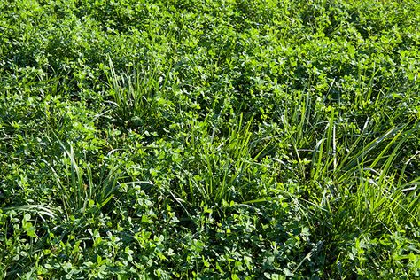 Grass Species, Farming Ideas, Grass Hay, Farming Life, Perennial Grasses, Milk Production, Cornell University, Harvest Time, Grasses