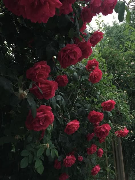 Red Floral Aesthetic, Roses In Rain, Reem Core, Rose Garden Aesthetic, Rose Flowers Aesthetic, Red Roses Aesthetic, Rosé Core, Aesthetic Rain, Fav Flower