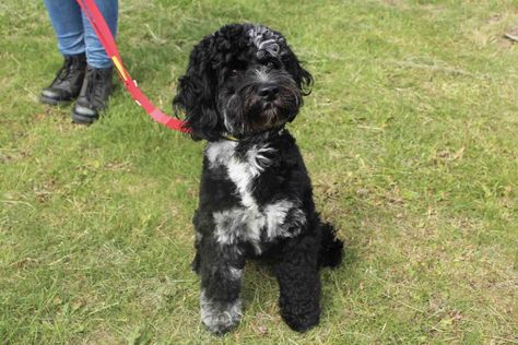 Rescue Dog | A Crossbreed | Shadow | Dogs Trust Rehome Dog, Scruffy Dogs, Largest Dog, Dogs Trust, Active Family, Rescue Dog, Foster Home, Canine Companions, Rescue Dogs