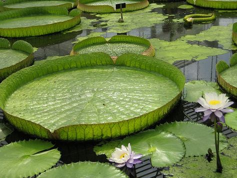 Amazon River ~ Giant Lily Pads Giant Lily Pads, Victoria Amazonica, Amazon Lily, Giant Water Lily, Inca Culture, Empire Season, Mulberry Tree, Kew Gardens, Crystal Palace