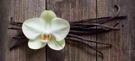 A tropical plant and member of the orchid family, the vanilla bean plant can be grown at home with the right conditions and care. Grow Vanilla, Grow Vanilla Beans, Aphrodisiac Foods, Vanilla Plant, Bean Plant, Indoor Vegetable Gardening, Vanilla Beans, Vanilla Orchid, Artwork Ideas