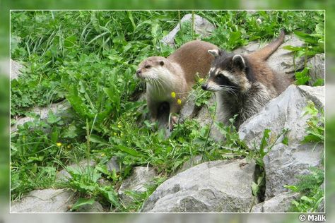 Cute Matching Raccoon Pfps, Otter And Raccoon, Raccoon Couple, Raccons Couple, Raccoon And Bunny Together, Wholesome Raccoon, Raccoon Hugging Dog, Racoon, Cute Little Animals