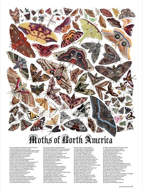 "Moths of North America" Poster by JadaFitch | Redbubble Moth Species, America Sign, America Art, Beautiful Posters, Sign Printing, Diy Frame, Schmidt, Art Paint, Drawing People