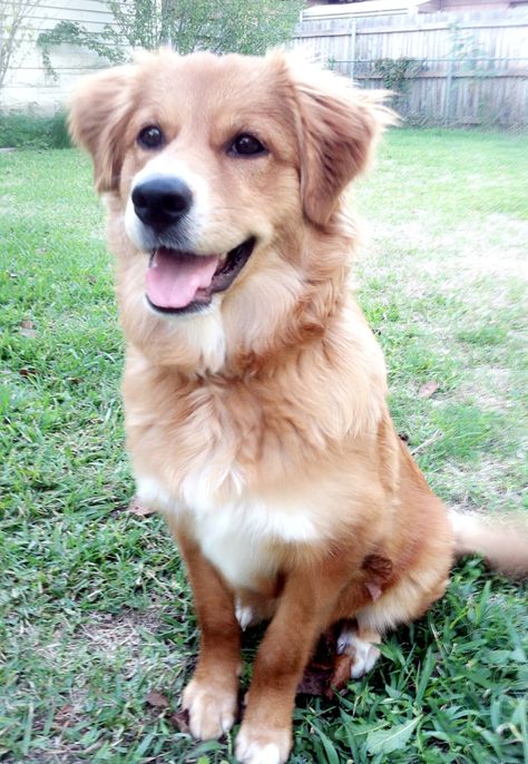 My rescue dog. German shepherd/ retriever mix Golden Retriever Mix Puppies, Australian Shepherd Red Tri, Invisible String, Australian Shepherd Mix, Golden Retriever Mix, Puppies And Kitties, Yorkshire Terrier Puppies, Blue Merle, Retriever Puppy