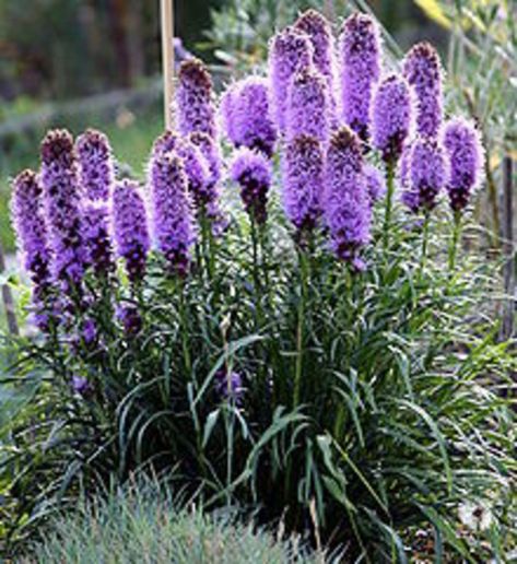 Blazing Star Flower, Liatris Spicata, Blazing Star, Raised Flower Beds, Purple Plants, Mid Summer, Plant Seeds, Wildflower Garden, Plant Spacing