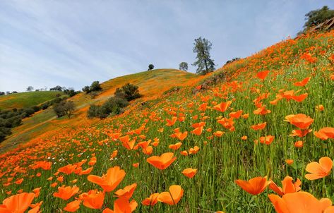 amador county Amador County, Golden Hill, California History, Poppy Field, Place Names, Sierra Nevada, Sacramento, Secret Garden, Nevada