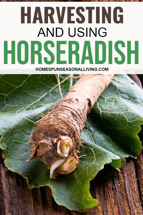 Fresh Horseradish Recipes, Growing Horseradish Plants, Making Horseradish Homemade, How To Preserve Horseradish Root, Preserving Horseradish, How To Grow Horseradish Root, How To Harvest Horseradish, Grow Horseradish, Processing Horseradish