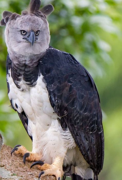 Harpy eagle Harpy Eagle, Birds Of Prey, Bald Eagle, Drawing Reference, Pet Birds, Eagles, Cute Animals, Birds, Drawings