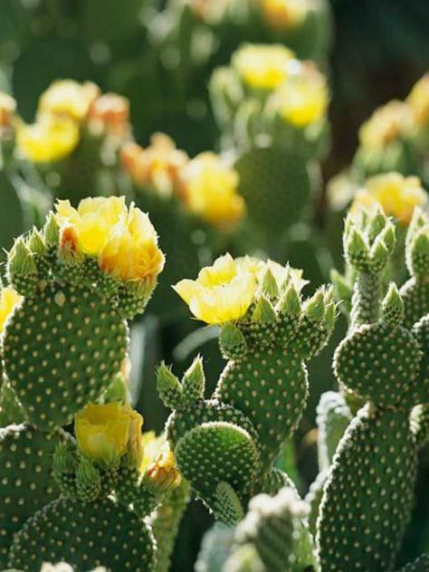 Opuntia microdasys var. pallida (Bunny Ears Cactus) is an evergreen perennial forms a dense shrub up to 24 inches (60 cm) tall... Perennial Sunflower, Plants Wishlist, Bunny Ear Cactus, Opuntia Microdasys, Potted Garden, Drought Tolerant Perennials, Making Plant Pots, Desert Garden, Blooming Plants