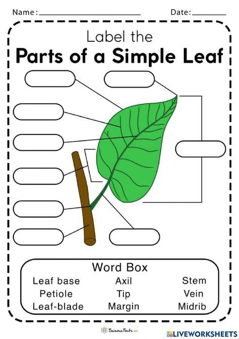 Parts Of A Leaf Worksheet, Parts Of A Tree Worksheet, Leaf Structure And Function, Leaf Worksheet, Leaf Anatomy, Parts Of A Leaf, Agriculture Activities, Leaf Activity, Shapes Of Leaves