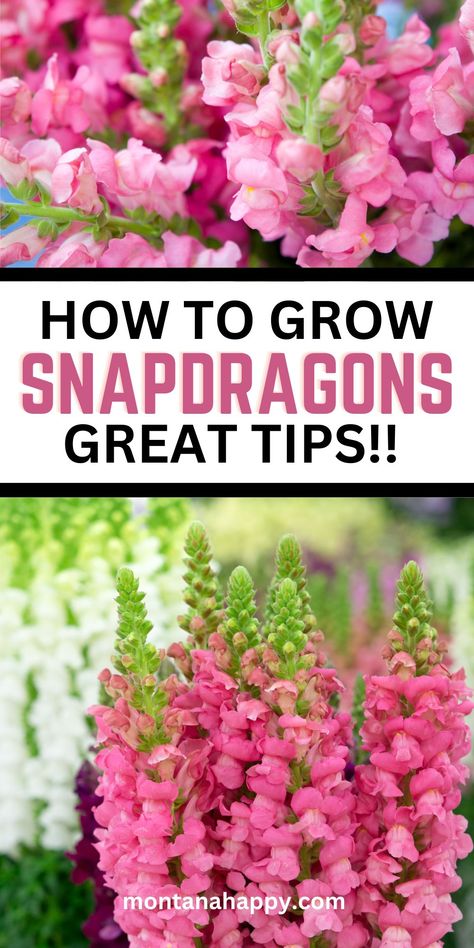 13 Tips on How to Grow Snapdragons | Montana Happy Rose Garden Design Layout Flower Beds, Small Cut Flower Garden Layout, Small Flower Garden Ideas, Cut Flower Garden Layout, Dream Barndominium, Flower Garden Layouts, Snap Dragons, Flower Garden Ideas, Snapdragon Flowers