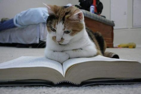 15 Studious Pets Who Are Cracking The Books To Help Their Humans Study An Open Book, Open Book, A Cat