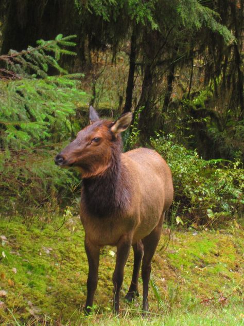 A female Roosevelt Elk with her chocolate brown head, neck, and legs stands to attention at the side of the Hoh Valley road Female Elk, Roosevelt Elk, Western Hemlock, Cow Elk, Cape Flattery, Neah Bay, Hoh Rainforest, Moose Deer, Bull Elk