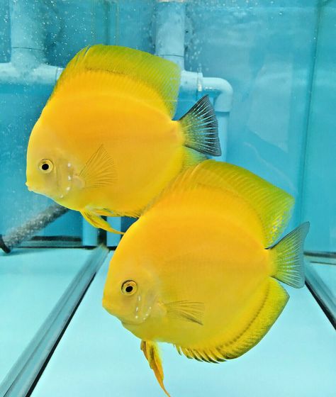 Discus Fish For Sale, Coldwater Fish, Oscar Fish, Aquarium Set, Tropical Fish Aquarium, Discus Fish, Aquarium Setup, Fish Breeding, Tropical Aquarium