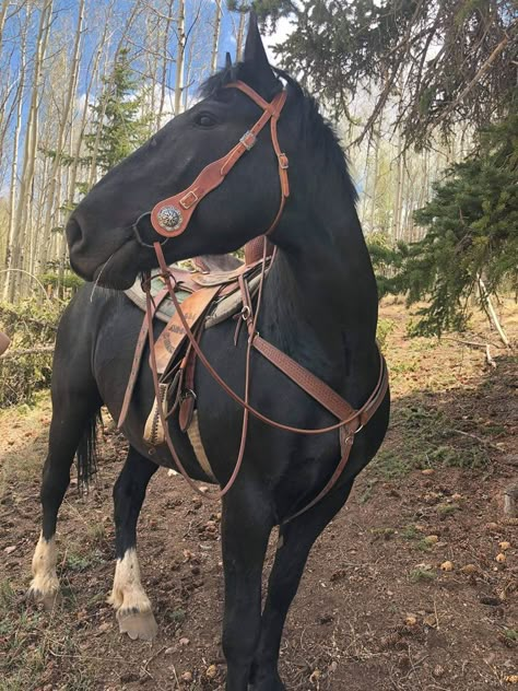 Lippizaner Horses, Sabino Horse, Horse Akhal Teke, Azteca Horse, Brabant Horse, Hanoverian Horses, Lipizzaner Horse, Criollo Horse, Horse Radish