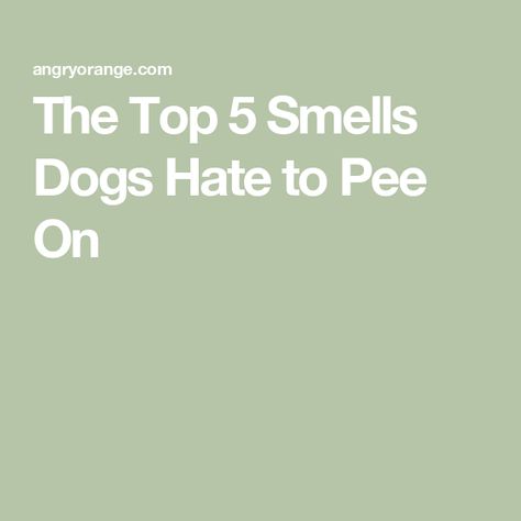 The Top 5 Smells Dogs Hate to Pee On Diy Dog Pee Repellent, Dog Pee Repellent, Dog Pee Smell, Shih Tzu Training, Pet Odor Remover, Essential Oils Dogs, Pee Smell, Amazing Food Hacks, Diy Scent