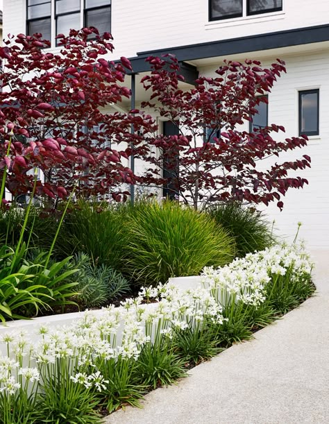 Hamptons Front Garden, Front Yard Hedges, Melbourne Garden, Garden Hedges, Front Garden Landscape, Landscape Designer, Coastal Gardens, Patio Landscaping, Native Garden