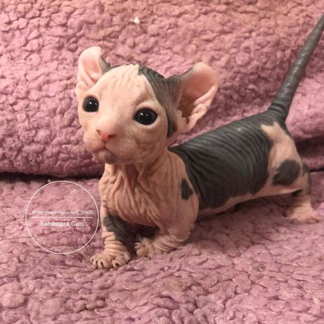 Elf Sphynx Cat, Dwelf Cat, Bambino Cat, Sphynx Kittens, Random Cat, Ethel Cain, Baby Otters, Fka Twigs, 3 Friends