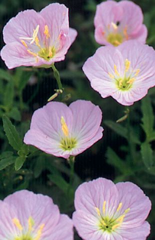 OENOTHERA berlandieri 'Siskiyou'  Common Name: Mexican Evening Primrose  Description: Fragrant, 2", pink blooms throughout the summer.  Love it Oenothera Speciosa, Pink Evening Primrose, Red Twig Dogwood, Mexican Garden, Twig Dogwood, Hummingbird Plants, Red Veins, Fragrant Garden, Butterfly Plants