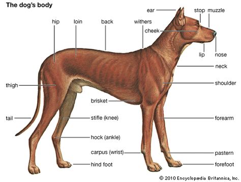 Anatomy Of A Dog, Dog Body Parts, Canine Anatomy, Future Motivation, Dog Reference, Grooming Ideas, Body Diagram, Dog Anatomy, Cat Anatomy