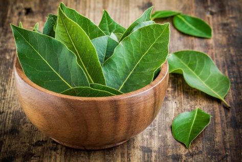 10 best herbs to grow in indoor pots in your kitchen garden.These easy-to-grow herbs offer big health benefits yet still fit on your windowsill. Bay Leaf Benefits, Burning Bay Leaves, Home Remedies For Bronchitis, Best Herbs To Grow, Program Diet, Laurus Nobilis, Types Of Herbs, Perennial Herbs, Bay Leaves