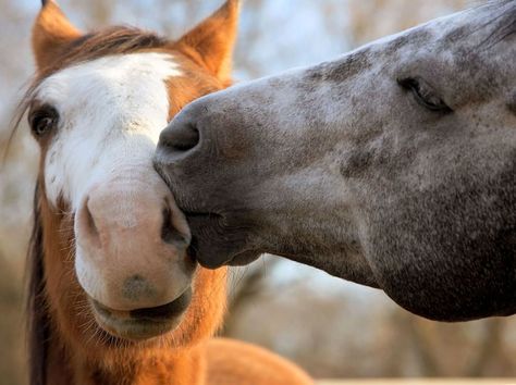 Two Horses Share A Moment On A Farm That Rescues Horses In Need Around The Country Animals Kissing, All The Pretty Horses, Pretty Horses, Horse Love, White Horse, Animal Wallpaper, Zebras, Four Legged, Horse Lover