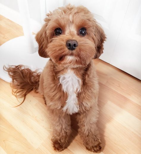 #cavapoo #cavapoopuppy #puppies #puppylife #cutedog #cutepuppy #teddybearhaircut Cavapoo Haircut, Teddy Bear Haircut, Cavapoo Puppy, My New Haircut, Puppy Cut, Dog Haircuts, Cavapoo Puppies, New Haircut, Cute Teddy Bear