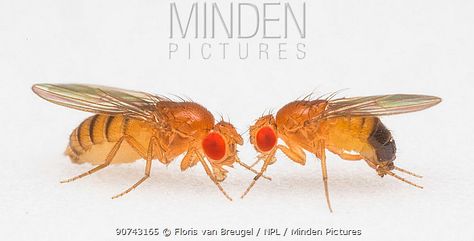 Drosophila Melanogaster, California Institute Of Technology, Fruit Fly, Fruit Flies, California, Stock Photos, Fruit, Technology, Art