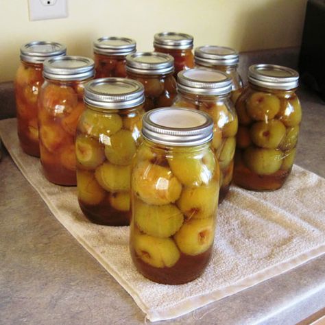 Spiced Crabapples and Honey Cinnamon Crabapples @ Common Sense Homesteading Apple Recipes For Canning, Crab Apple Recipes, Rhubarb Pudding Cake, Rhubarb Pudding, Unique Side Dishes, Crab Apples, Tomato Trellis, Canning Fruit, Canning Ideas