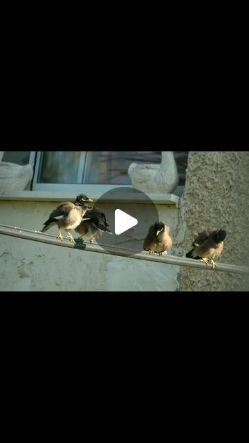 4 myna birds singing together Myna Birds, Singing Together, Birds Singing, Song Bird, Ritual, Dancing, Singing, Birds, Anime