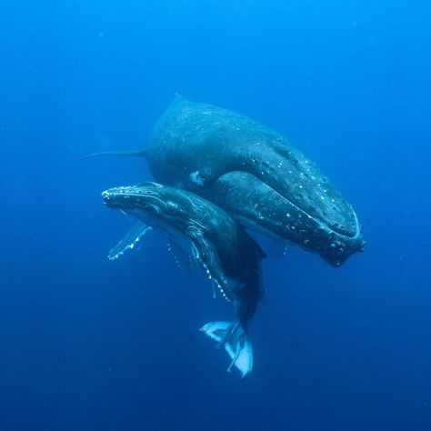 Dance With Whales on Instagram: “A mother and calf humpback sleeping in the deep blue.” Sei Whale, Whale And Calf, Fin Whale, Sea Mammal, Baby Whale, Kingdom Animalia, Ocean Day, Underwater Photos, In The Deep