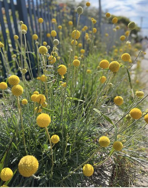 Uk Native Plants, Billy Buttons Garden, Australian Flower Garden, Australian Native Flower Garden, Craspedia Plant, Full Sun Plants Australia, Native Garden Australia, Australian Native Cottage Garden, Native Plant Garden Design