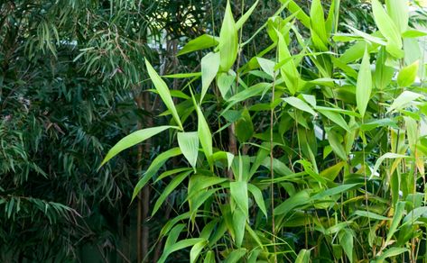 Tiger Grass - Thysanoleana maxima. This striking plant from Thailand looks like bamboo but it's actually a perennial grass. Grass Landscaping, Pool Gazebo, Wrap Food, Tiger Grass, Large Backyard Landscaping, Perennial Grasses, Backyard Plants, Grasses Landscaping, Garden Screening