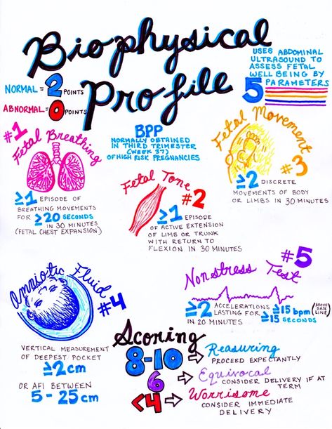 OBGYN Notes | hansonsanatomy Anatomy Medical Notes, Nicu Nurse Education, Obstetrics Nursing, Sonography Student, Midwifery Student, Newborn Nursing, Anatomy Medical, Medical Notes, Diagnostic Medical Sonography