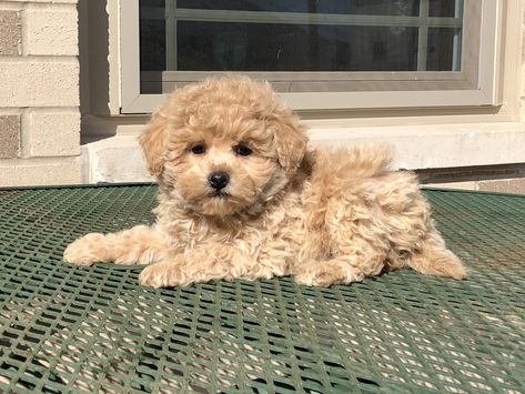 Beautiful little Pooton puppy. Call for more information. 574-354-2428. Pooton Puppy, Poochon Puppy Haircut, Jackapoo Puppy, Cocker Poo, Cavapoo Puppies Aesthetic, Van Life, More Information, Coco, Puppies