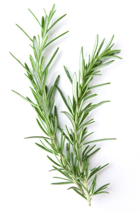 Growing Rosemary Indoors, Rosemary Tattoo, Watercolor Herbs, Growing Rosemary, Tattoo Plant, Rosemary Plant, Plant Wallpaper, Photo Wall Collage, Types Of Plants