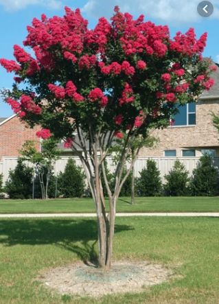 Crepe Myrtle Landscaping, Dynamite Crape Myrtle, Crepe Myrtle Trees, Myrtle Tree, Crepe Myrtle, Crape Myrtle, Play Spaces, Autumn Colors, Small Trees