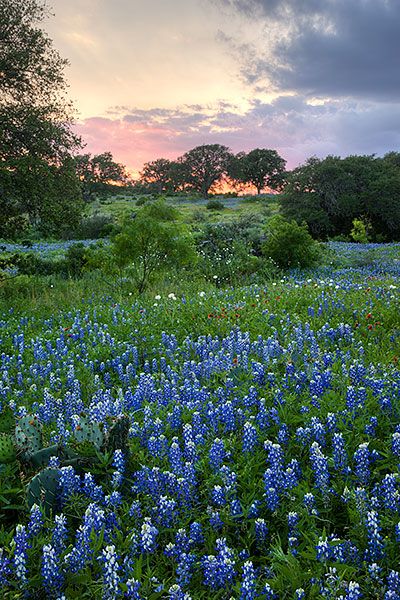 BLUEBONNETS AT SUNSET Chanticleer Garden, Bluebonnet Pictures, Wildflower Pictures, Lovely Scenery, Pictures Landscape, Floral Photos, Gorgeous Landscapes, Verbena Bonariensis, Easter Bonnets