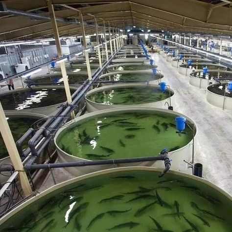 Fish Farming Ponds, Best Fish For Aquaponics, Catfish Farming, Aquaculture Fish, Commercial Aquaponics, Aquaponics Greenhouse, Fish Farm, Aquaponics Fish, Fish Hatchery