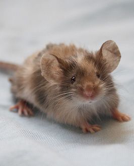 Fuzzy Baby Mouse Mice Pictures, Fancy Mice, Rattus Rattus, Pet Mouse, Fancy Mouse, Mouse Images, Söt Katt, Pet Mice, Cute Rats