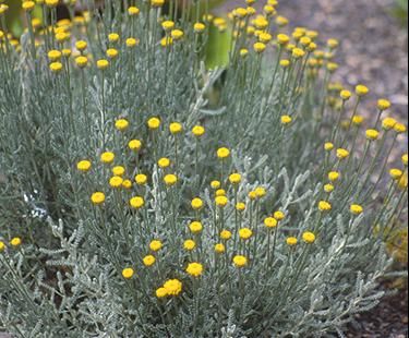 cotton lavender Cotton Lavender, Australian Native Plants, Herbaceous Perennials, Drought Tolerant Plants, Hardy Plants, Whimsical Garden, Natural Garden, Button Flowers, Landscaping Plants