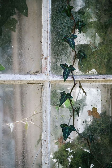 Ivy climbing up the window of an old building. by Helen Rushbrook for Stocksy United Ivy Taylor Swift, Ivy Plant Indoor, Building Aesthetic, Ivy Plants, It Girls, + Core + Aesthetic, Through The Window, Old Building, Green Aesthetic