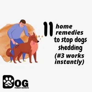 11 Home Remedies To Stop Dogs Shedding (#3 Works Instantly) – Serve Dogs Deshedding Dog Diy, Dog Shedding Remedies, Stop Dog Shedding, Hair Shedding Remedies, Itchy Dog, Dog Remedies, Being Honest, Dog Shedding, That One Friend