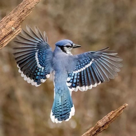 Blue Jay: A Detailed Guide of Blue Jay Bird. All information, facts, and pictures of the Blue Jay bird breed. Bird Breeds, Blue Jay Bird, Jay Bird, Bird Wings, Pretty Animals, Bird Pictures, Exotic Birds, Birds Tattoo, Bird Drawings