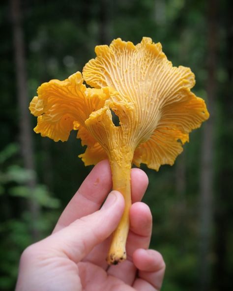 Mushrooms And Fungi, Chantrell Mushrooms Drawing, Chantrell Mushrooms, Cantharellus Cibarius, Leaves On The Ground, Mushroom Nature, Chanterelle Mushrooms, Birch Leaves, Gardens Of Babylon